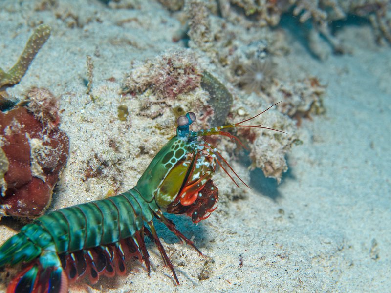 Smashing Mantis Shrimp, Home Reef
